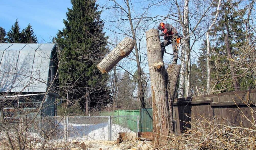 Валка деревьев бензопилой. Пиление дерева. Правильная валка дерева бензопилой. Пилим дерево дома. Отпилить быстро дерево пилой.