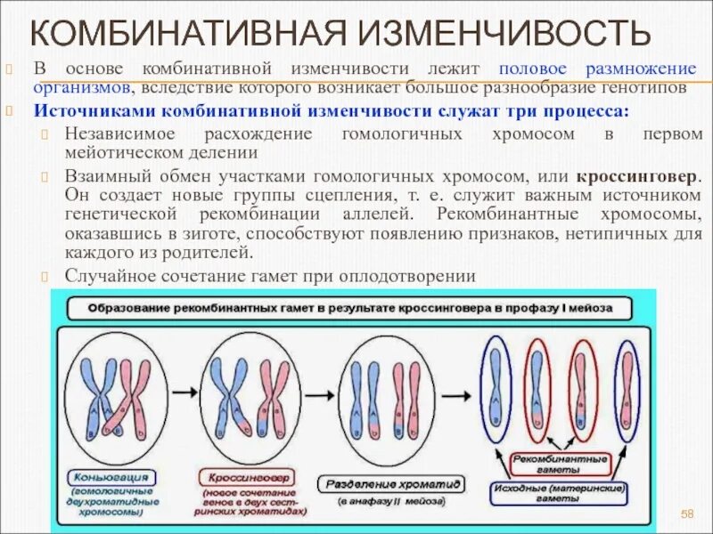 Комбинативная изменчивость причины это в биологии. Комбинативная изменчивость кроссинговер. Комбинативна яизменчивсть. Процессы комбинативной изменчивости. Изменение сочетания генов в хромосомах