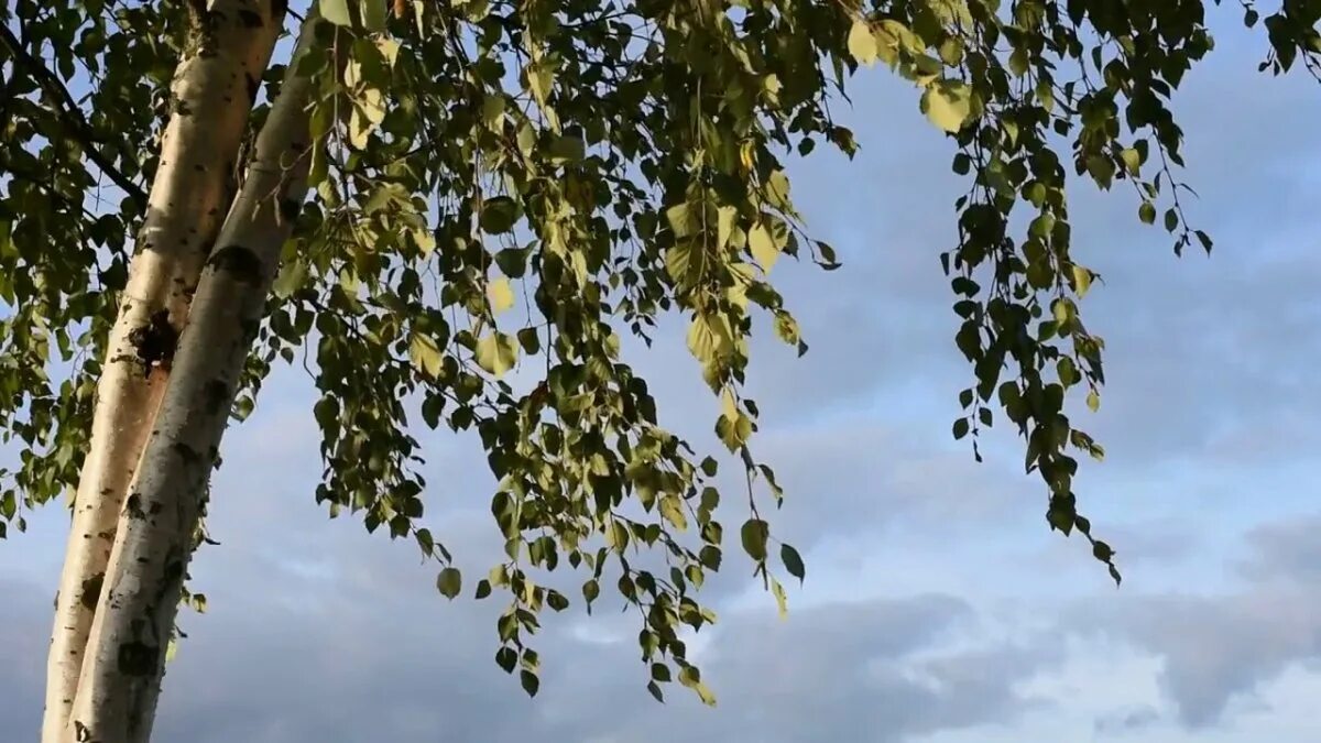 небо над канадой. береза наклонилась. березы у воды. весенний дождь. небо синее меж берез дожди косые.