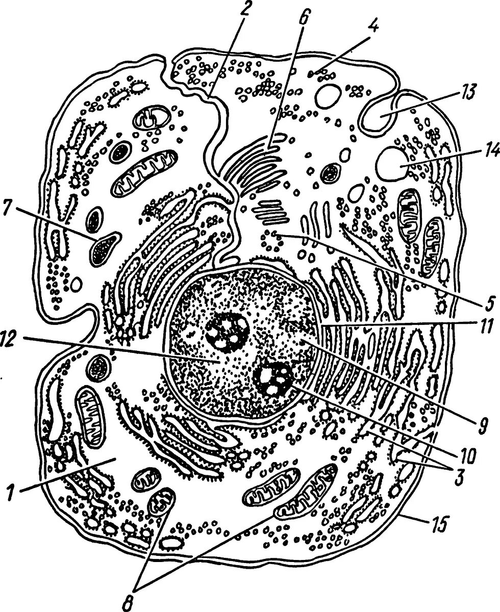 Клетка живого схема. Схема строения эукариотической клетки. Строение эукариотической клетки животного схема. Строение эукариотической клетки гистология. Строение эукариотической клетки черно-белые.