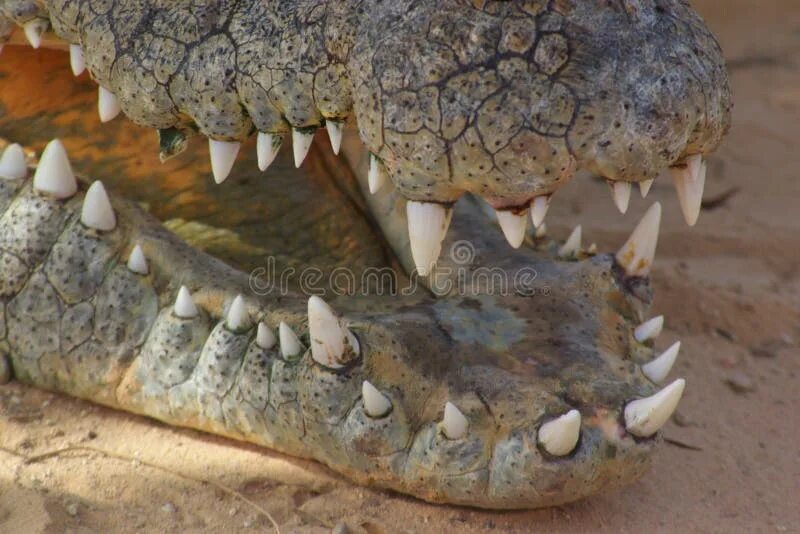 Зубы крокодила фото Скачать обои lizard, Crocodile, reptile, раздел животные в разрешении 2880x900