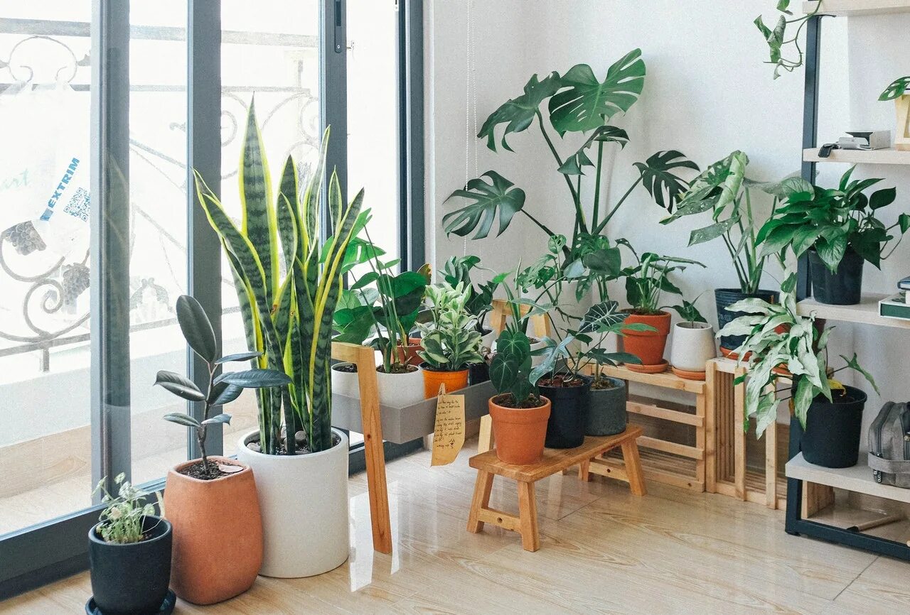 Indoor plants. Фикус панданус. Комнатные растения в интерьере. Комната с растениями. Горшечные растения в интерьере.