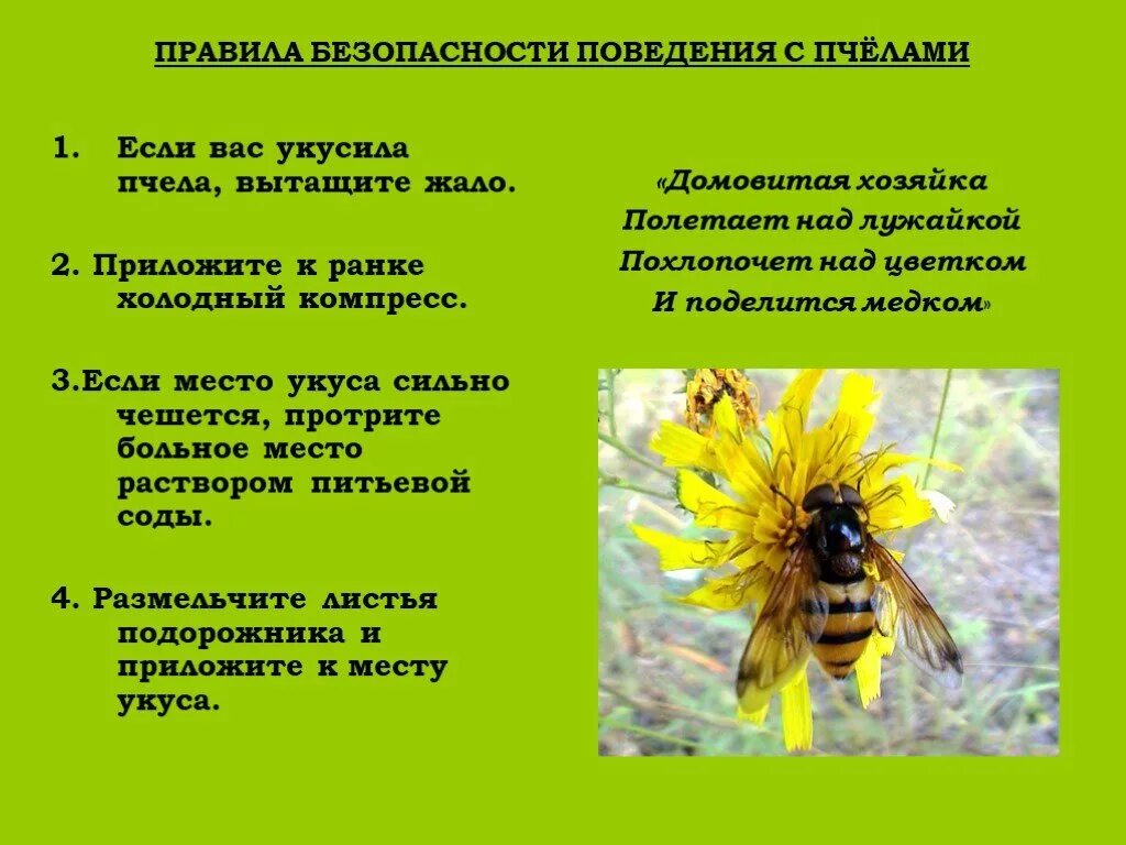 Разговор с пчелой