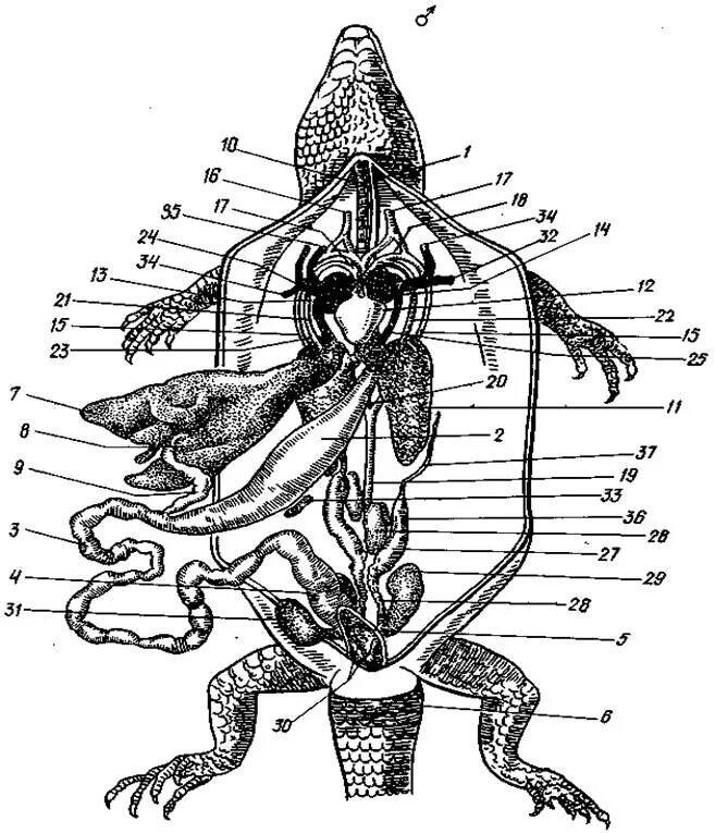 Железы ящериц. Внутреннее строение пресмыкающихся. Внутреннее строение прыткой ящерицы. Внутреннее строение пресмыкающихс. Общее расположение внутренних органов ящерицы прыткой.