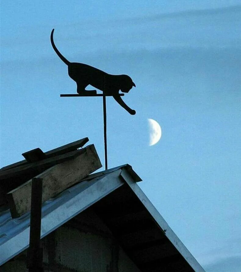 Я ловлю ловлю сигналы speed up. Кот на крыше. Кот на Креге. Черный кот на крыше. Коты на крыше ночью.