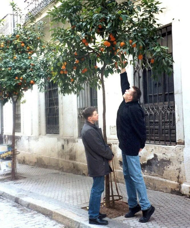 мальчики воруют яблоки. 5 апельсинов или апельсин. украли апельсины. фотосессия в бассейне с апельсинами. апельсины для сока.
