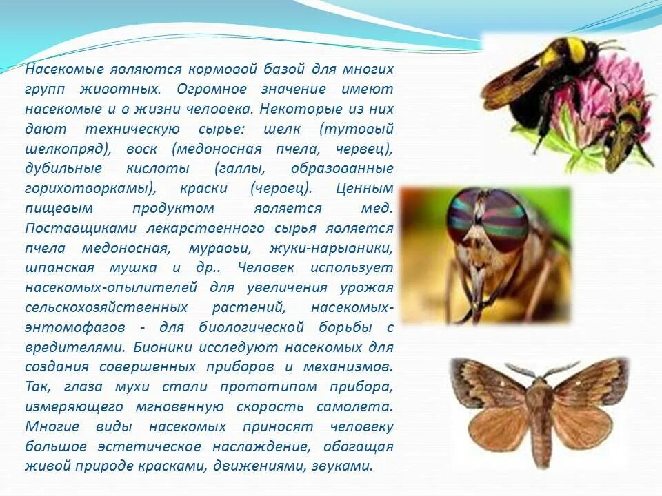 Как называется человек который изучает насекомых. Использование человеком насекомых. как человек использует насекомых. использование насекомых в хозяйственной деятельности человека. кого больше людей или насекомых.
