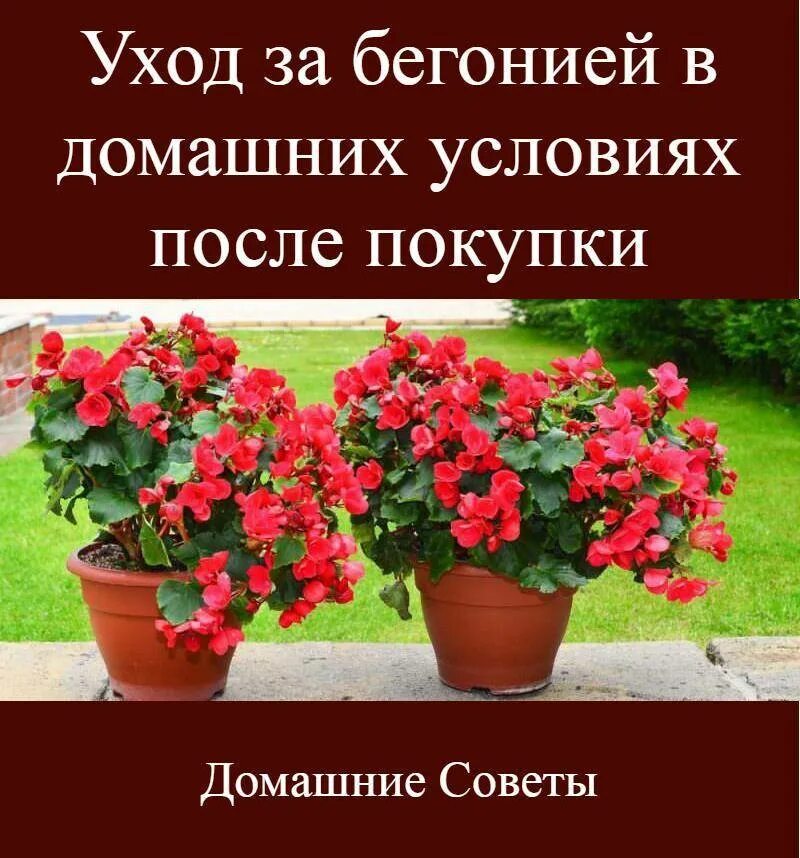 Бегония уход после магазина. Бегония комнатная. Бегония в горшке. Бегония комнатная в горшке. Бегония комнатная уход в домашних условиях.