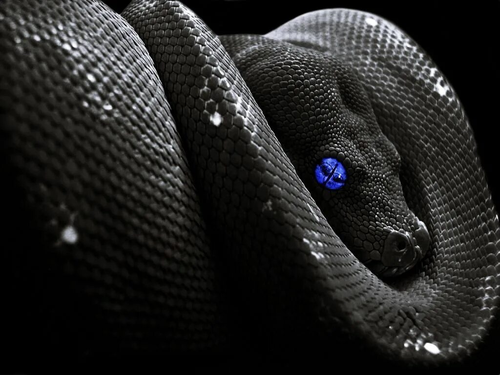 Snake x. Черный питон змея. Змеи питон черный. Чёрная мамба змея. Удав, питон , чёрная мамба , гадюка.