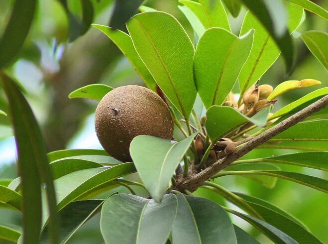 Саподилла тайланд. Саподила. Ямайская саподилла. Саподилла плод семена. Сок дерева саподилла.
