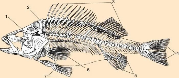 Скелет рыб 7 класс. Скелет рыбы биология 7 класс. Скелет рыбы рис 148. Строение скелета рыбы 7 класс биология. Скелет костной рыбы рис 113.