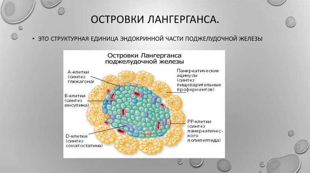 Альфа клетки островков лангерганса. Строение поджелудочной железы островки Лангерганса. Альфа клетки островков Лангерганса вырабатывают. Строение поджелудочной железы клетки Лангерганса. Альфа клетки островков Лангерганса продуцируют.