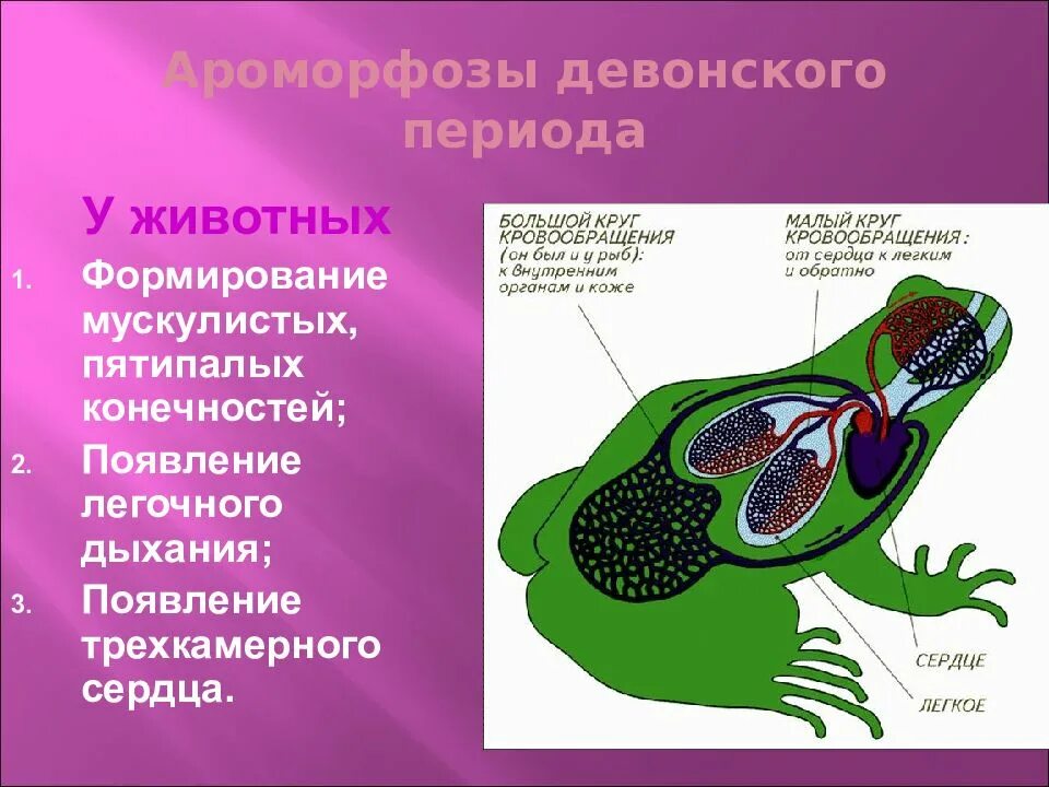 Ароморфозы девонского периода животных. Девонский период ароморфозы растений. Девон период ароморфозы. Девонский период ароморфозы. Появление пятипалой конечности ароморфоз