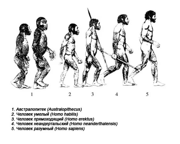 Эволюция человека технологическая карта 11 класс 2025
