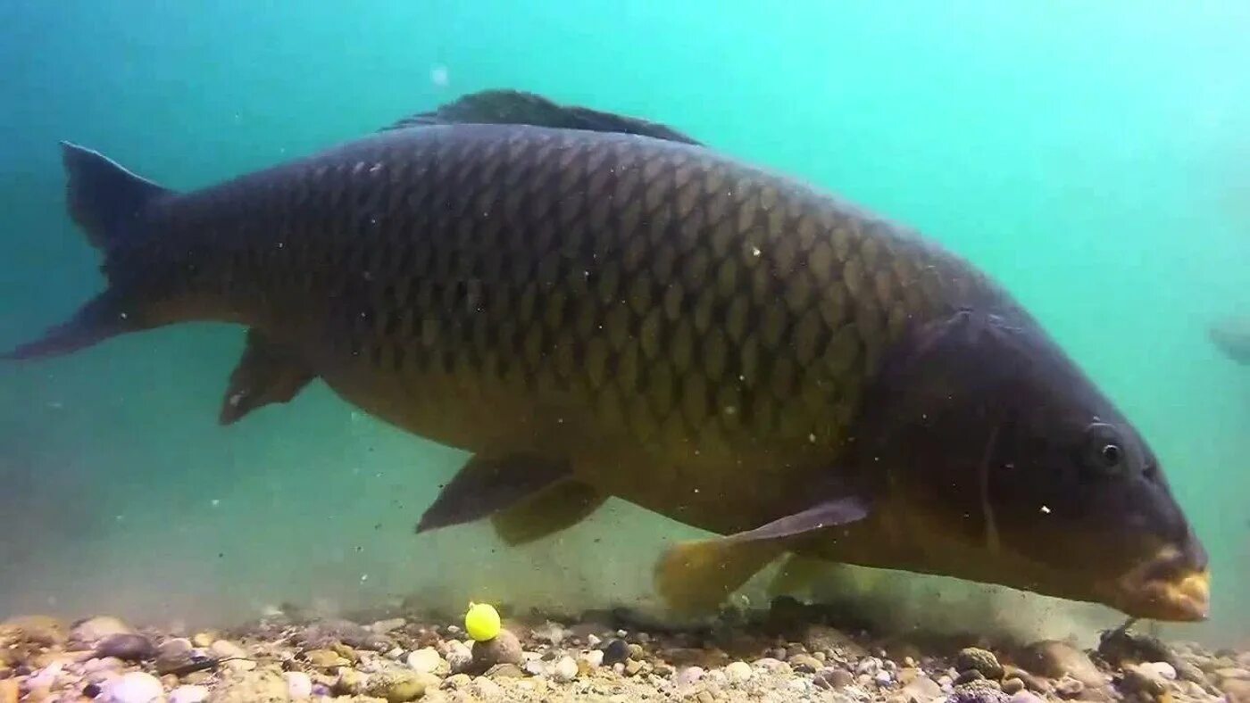 Рыба похожая на карпа. Сазан (Cyprinus Carpio). Карп (Cyprinus Carpio). Сазан черный Карп. Сазан Каспийского моря.