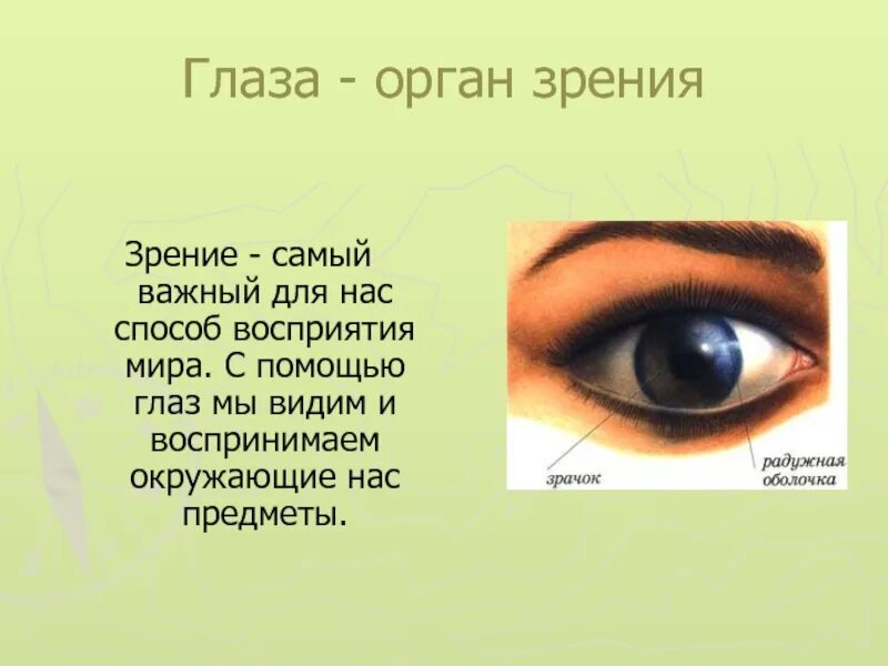 Презентация на тему органы чувств. Окружающий мир органы чувств. Органы чувств глаза. Органы чувств орган зрения.