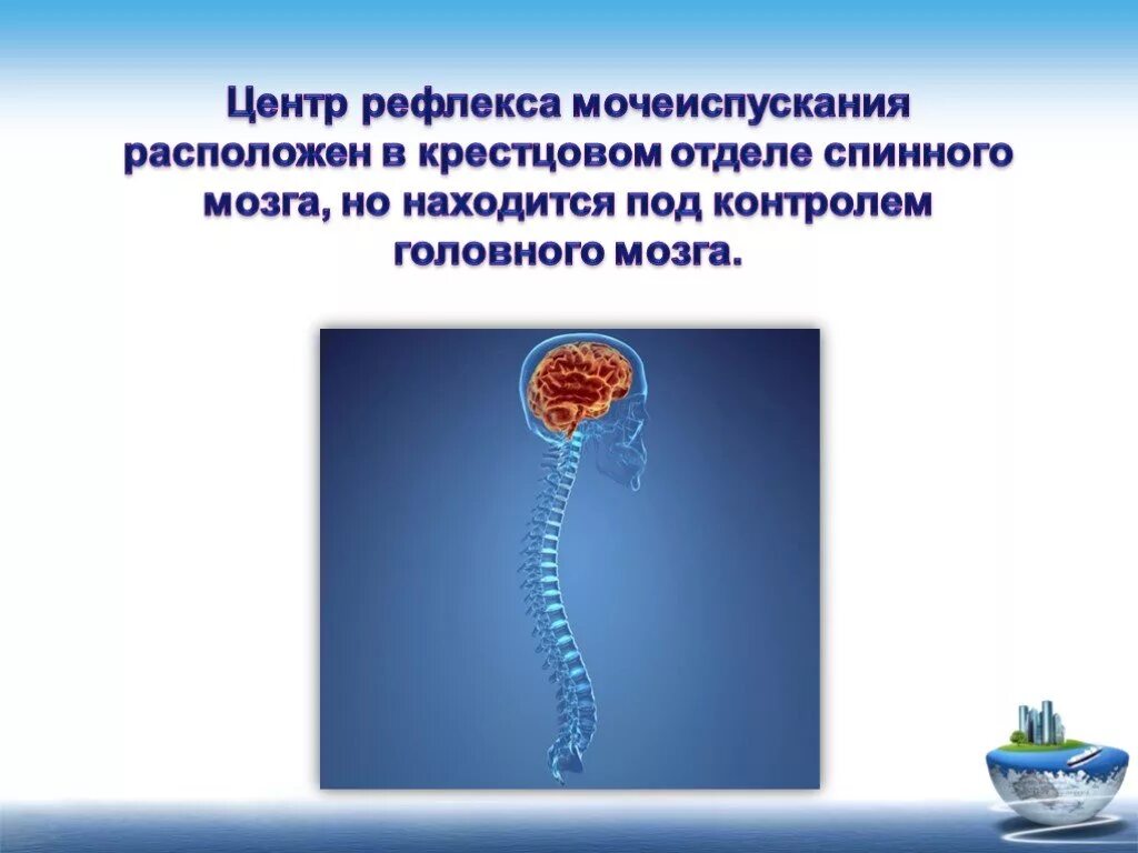 Центр рефлекса мочеиспускания. Центр мочеиспускания расположен. Центр рефлекса мочеиспускания расположен в. Рефлекторный центр непроизвольного мочеиспускания. Центры мочеиспускания находятся в спинном мозге отдел.