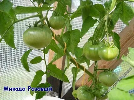 Характеристика томатов микадо розовый
