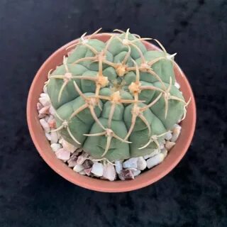 Кактус 5