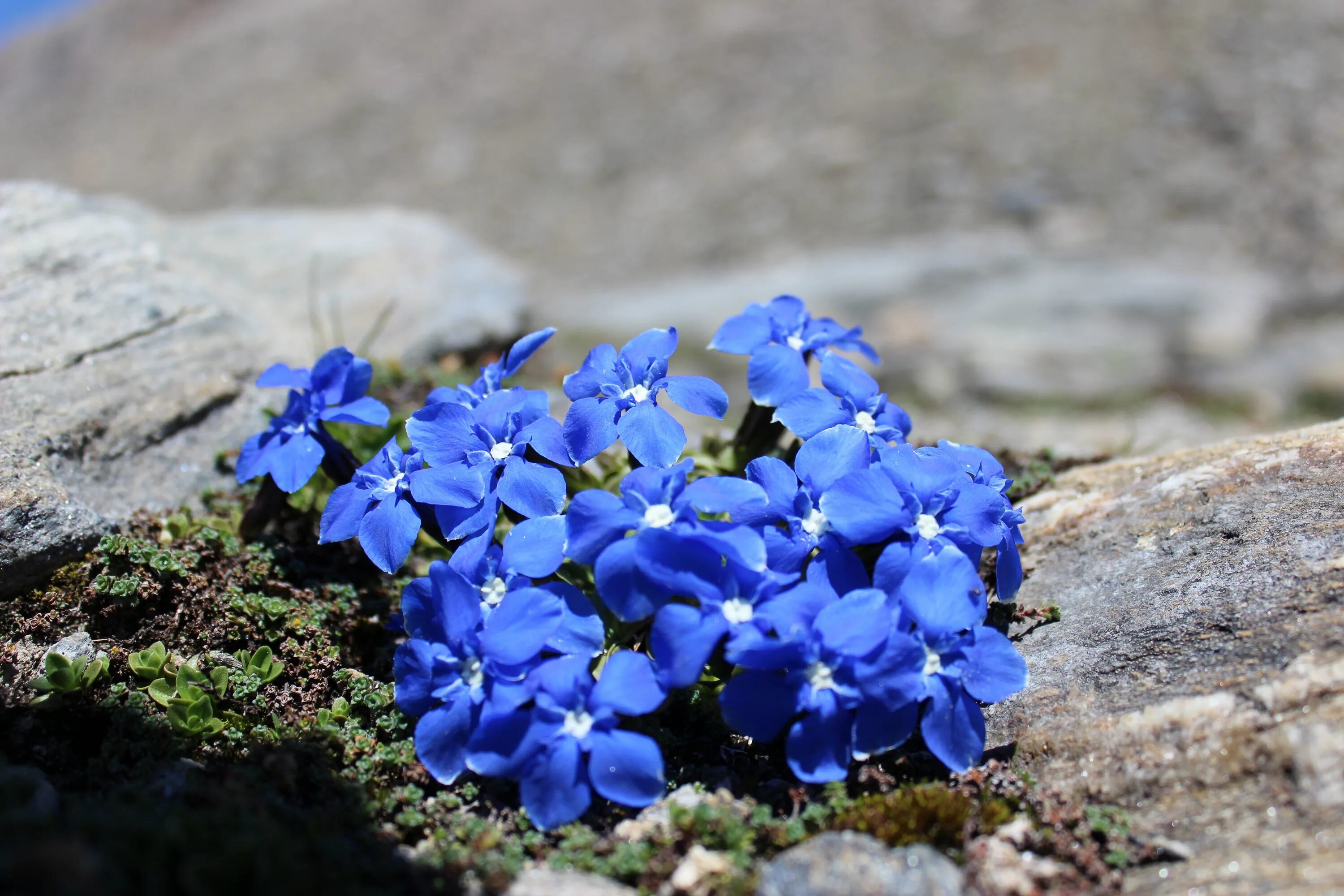 Где растет голубой цветок. Горечавка Кавказская. Горечавка голубая. Горечавка Арктическая. Горечавка синяя Горная.