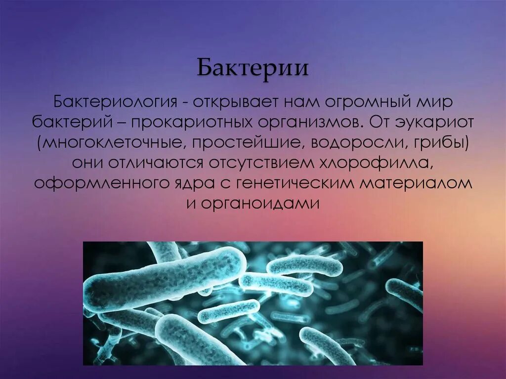 2 бактерии 1 8. Бактерии. Информация о бактериях. Бактерии презентация. Доклад о бактериях.