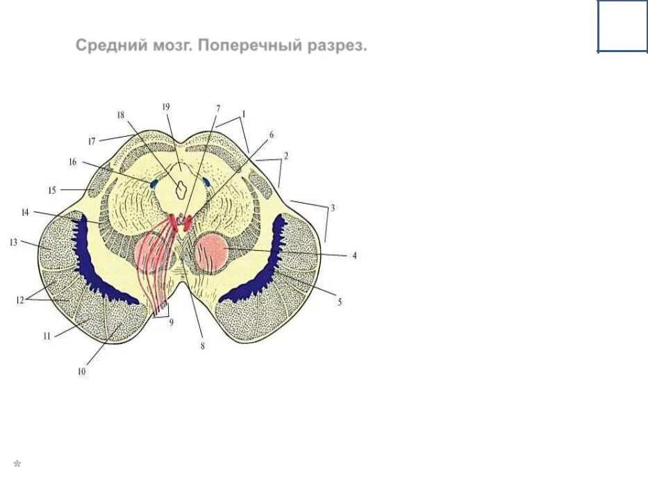 Область среднего мозга. Строение среднего мозга поперечный разрез. Средний мозг анатомия ядра. Средний мозг анатомия поперечный срез. Поперечный срез среднего мозга анатомия.