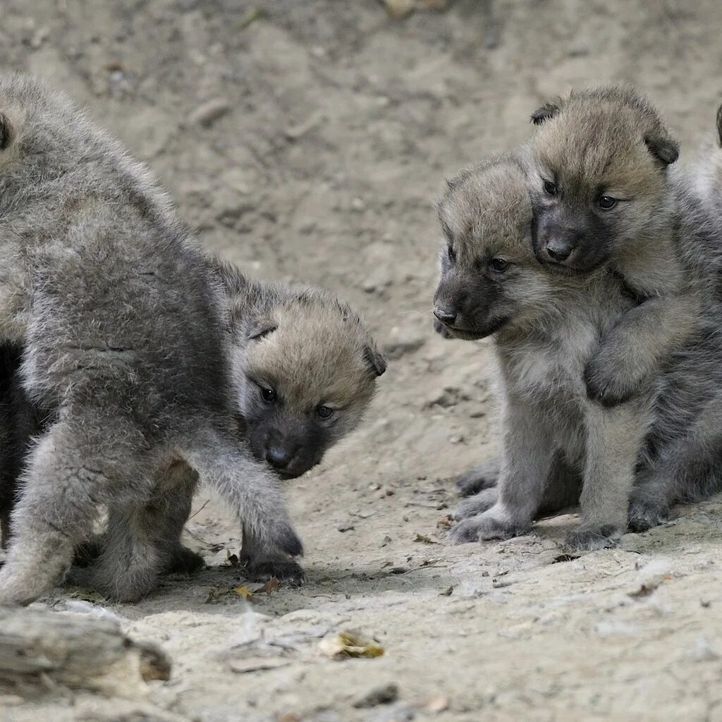 волк переярок. волчонок фото. волчонок для детей. неугомонные волчата. семья волков с волчатами.