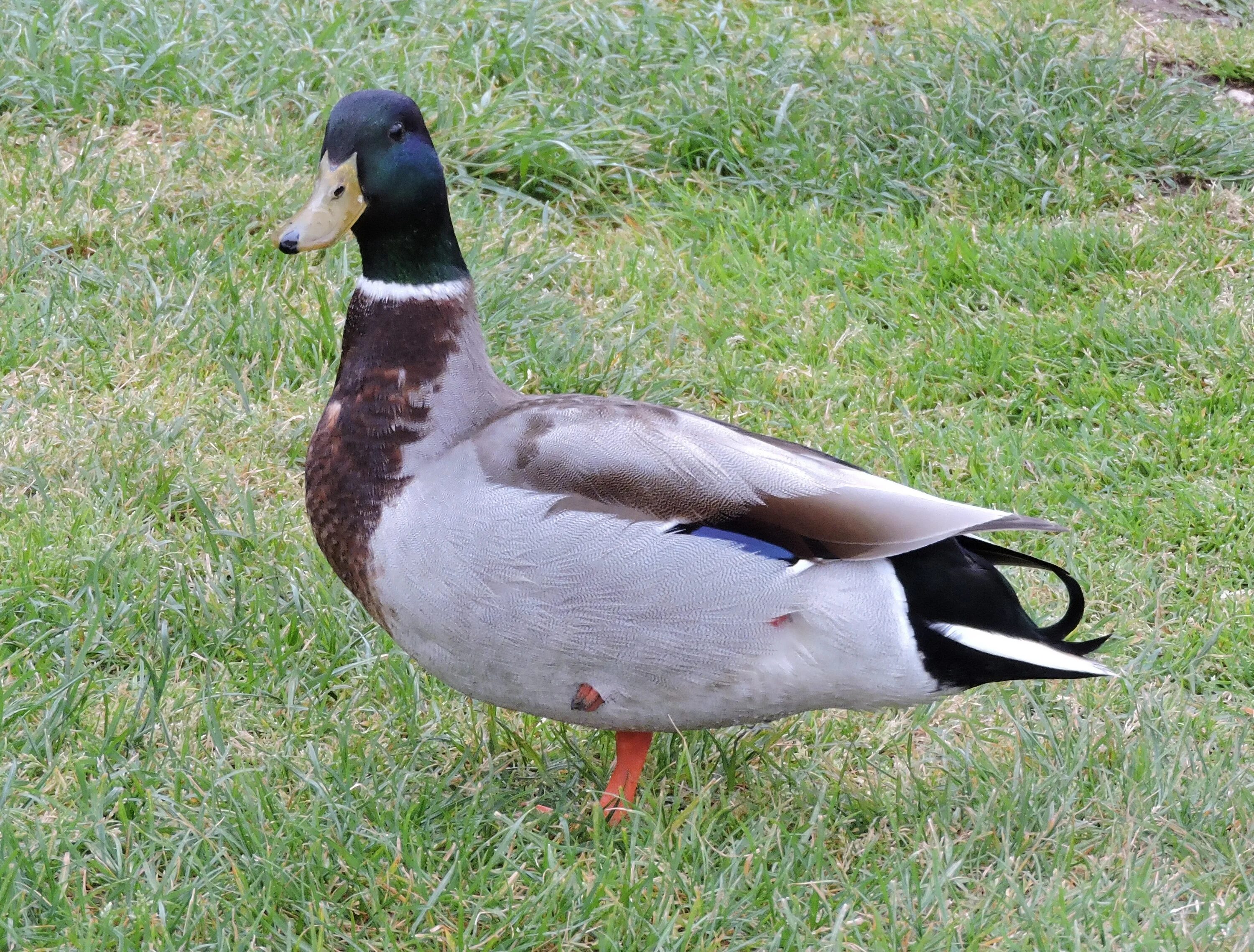 Duck com. Утки кряквы гибриды. Гусь-утка гибрид. Гибрид утки и гуся. Гибриды диких уток.