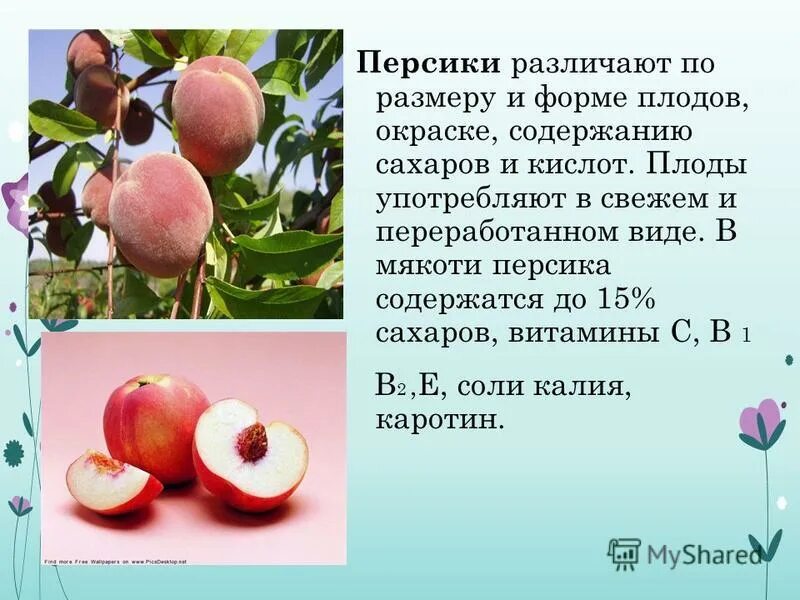 Что содержится в персиках. Что содержится в персиках