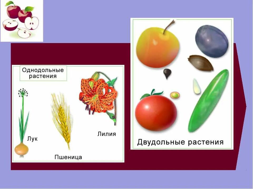Семейство однодольных семейство однодольных. Однодольные и двудольные растения 6 класс биология. Три примера однодольных растений и двудольных. Три примера однодольных растений и двудольных. Схема сравнения однодольных и двудольных растений.