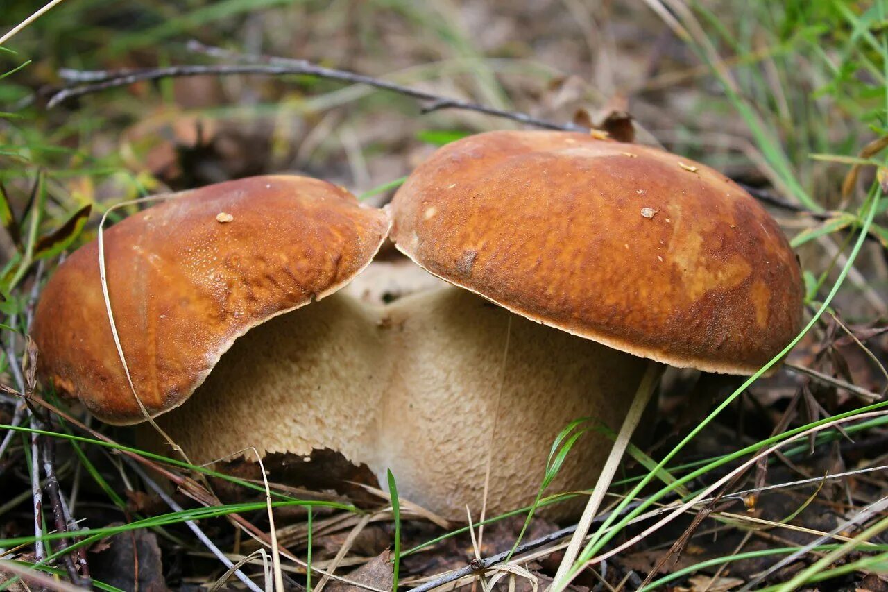 Золотистый боровик фото. Боровик золотистый aureoboletus projectellus. Канадский боровик гриб. Золотой боровик. Боровик золотистый aureoboletus projectellus.