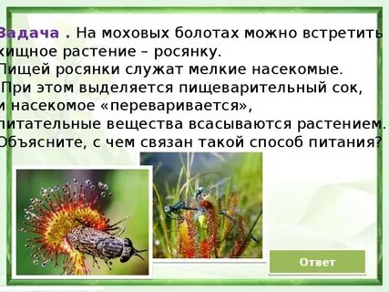 Вещество на насекомом