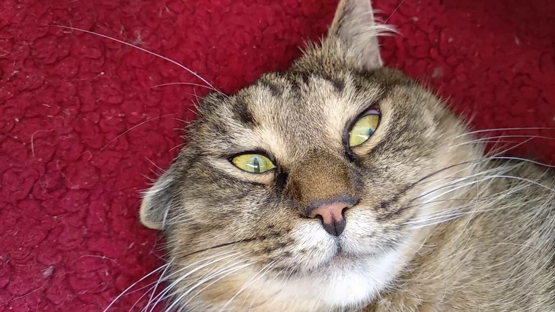 Плохо спится. Кошка сошла с ума. Кошка сошла с ума кидается что делать. Кот сошел с ума. Кошка сошла с ума.