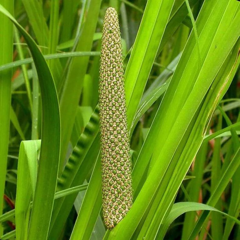 АИР болотный корневища. АИР обыкновенный корневища. АИР болотный (Acorus Calamus). АИР болотный корень.