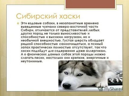 Хаски описание