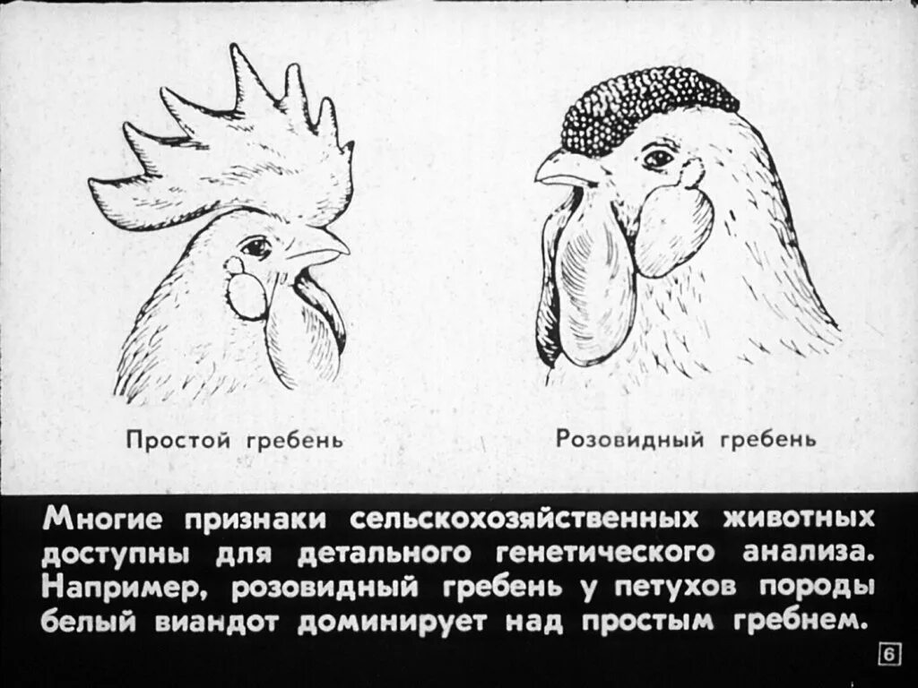 Розовидный гребень у петухов. Разновидности гребней у петухов. Типы гребешков у петухов. Розовидный гребень у петуха порода.