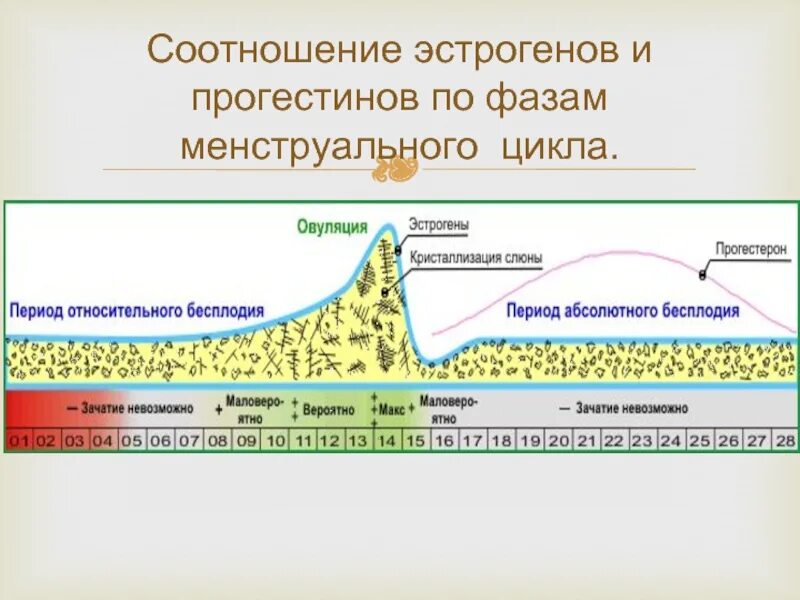 Выработка прогестерона. Регуляция половых гормонов по фазам менструационного цикла. 2 Фаза менструационного цикла секреторная. Гормоны 1 и 2 фазы менструационного цикла. Гормоны 1 фазы менструационного цикла препараты.