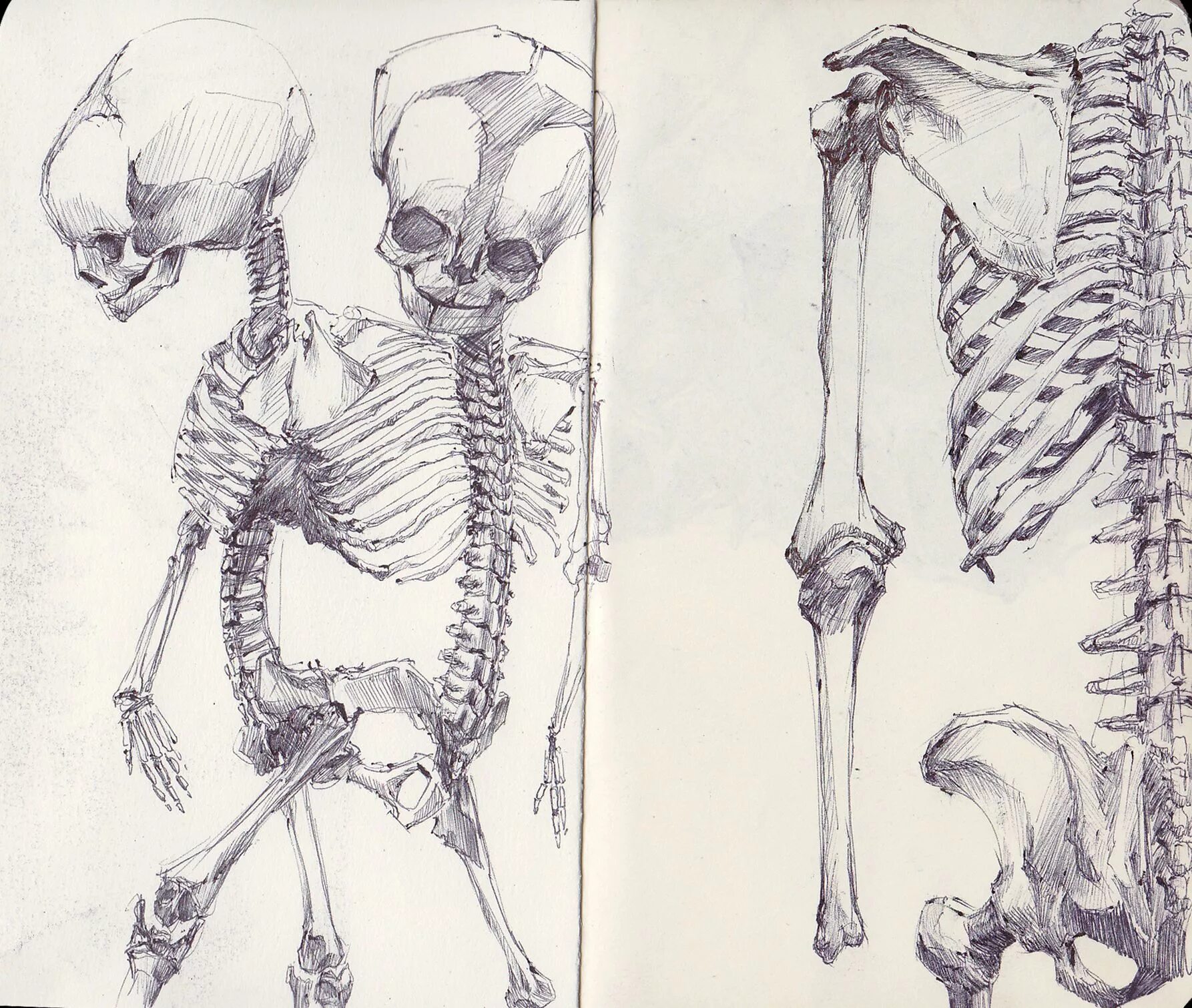 Облегченный скелет. Сиамские Близнецы скелет зарисовки. Баммес грудная клетка. Баммес скелет. Скелет грудная клетка Баммес.