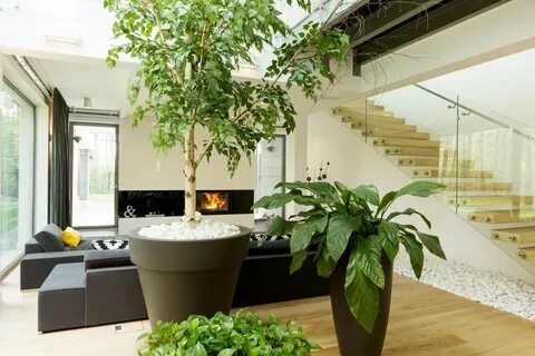 Plant i home