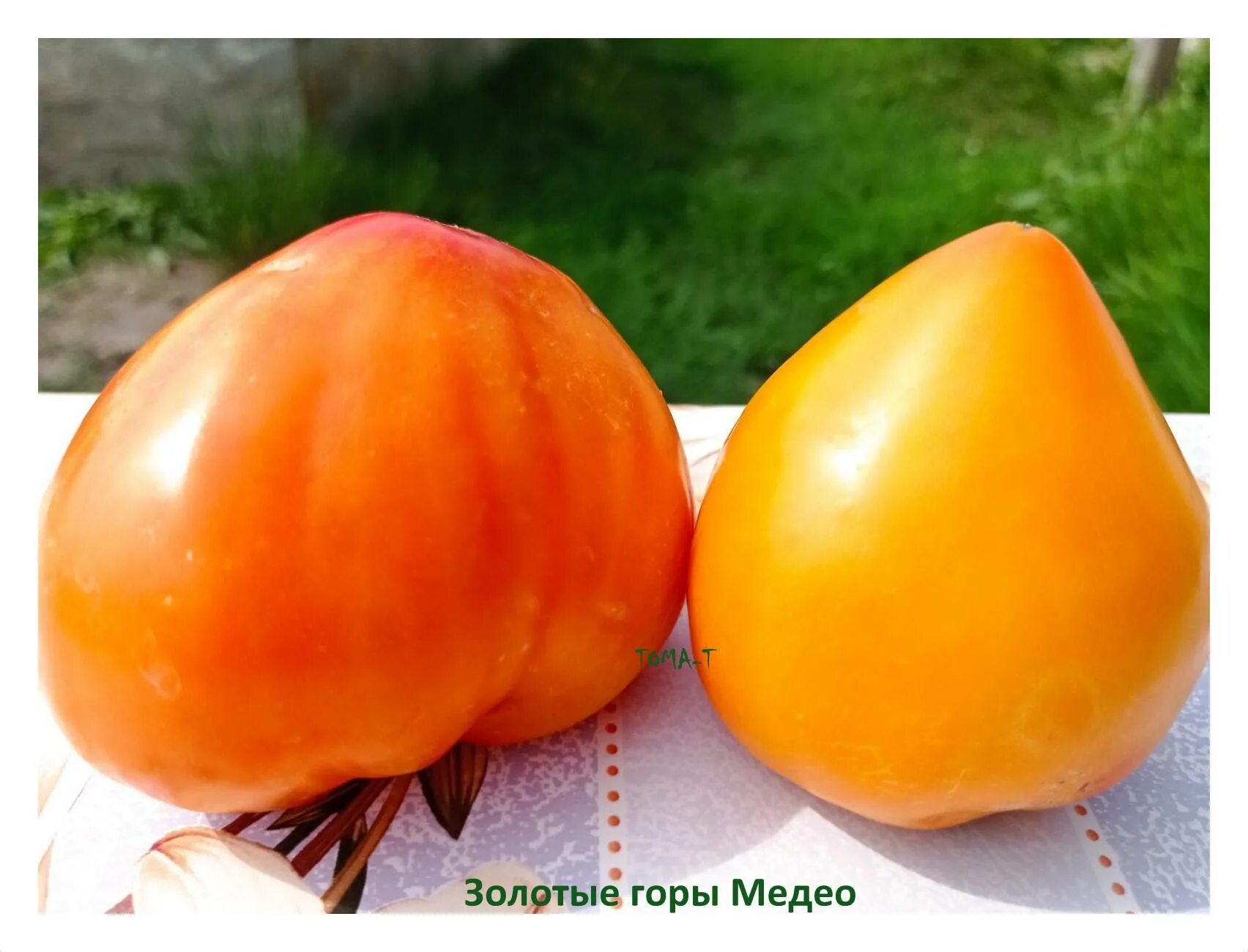 томат золотые горы медео. томат золотые горы медео. томат сорт золотые горы медео. томат золотые горы медео коллекционные сорта. томат помаранч.