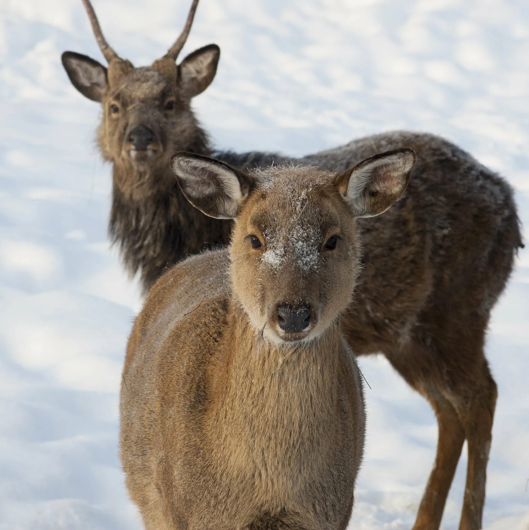 Северные олени якутии. Саха животное. Животные республики саха якутия. Дикие животные якутии. Республика саха якутия животный мир.