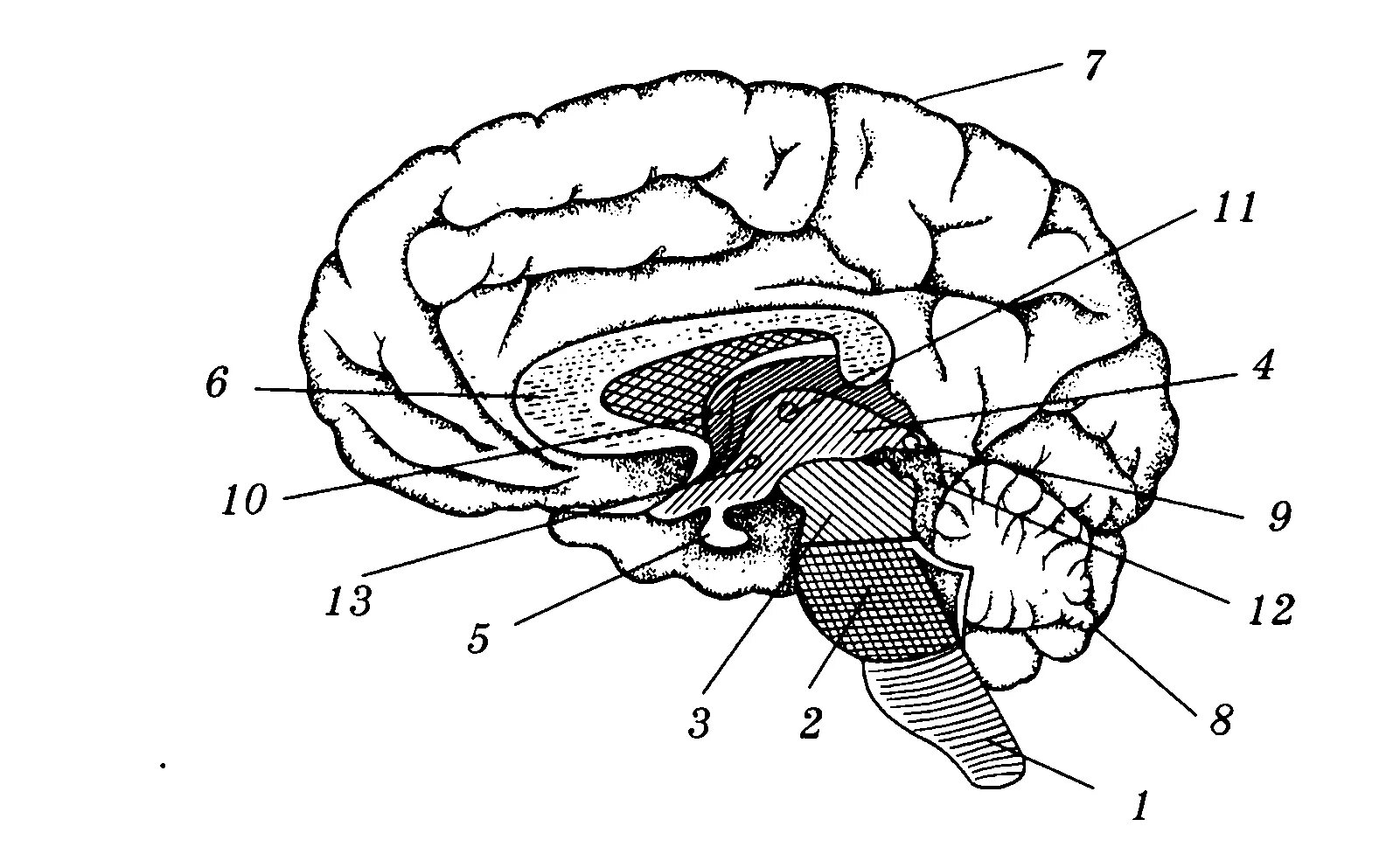 Рисунок мозга биология 8 класс. Отделы головного мозга человека схема. Биология отделы головного мозга. Отделы головного мозга ЕГЭ биология. Отделы головного мозга схема ЕГЭ.