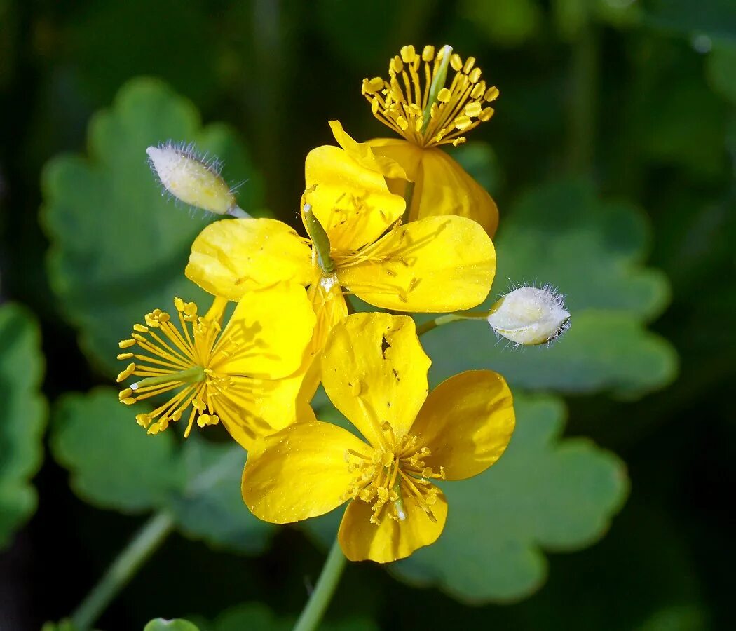 Чистотел большой Chelidonium majus. Chelidonium. Хелидониум (чистотел).. Чистотел ЛРС. 43. Чистотел большой (Chelidonium majus.