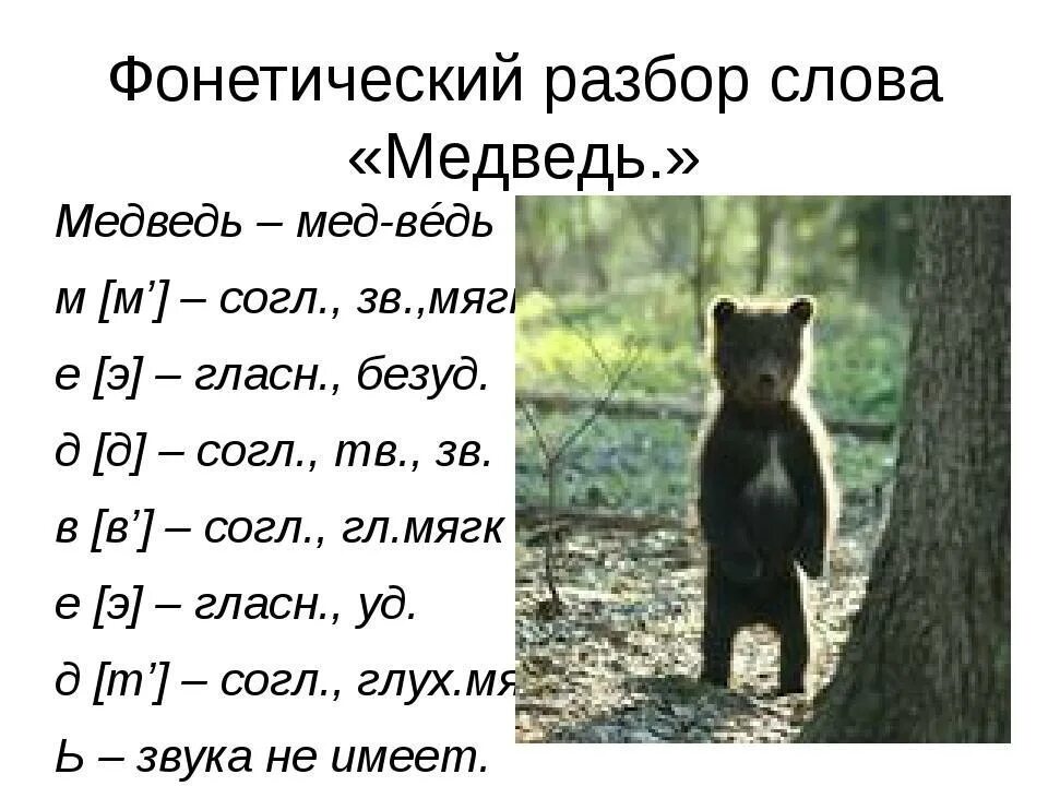 Анализ слова медведь. Фонетический анализ слова медведь. Транскрипция слова медведь. Фонетический разбор слова медведь. Медведь анализ слова.