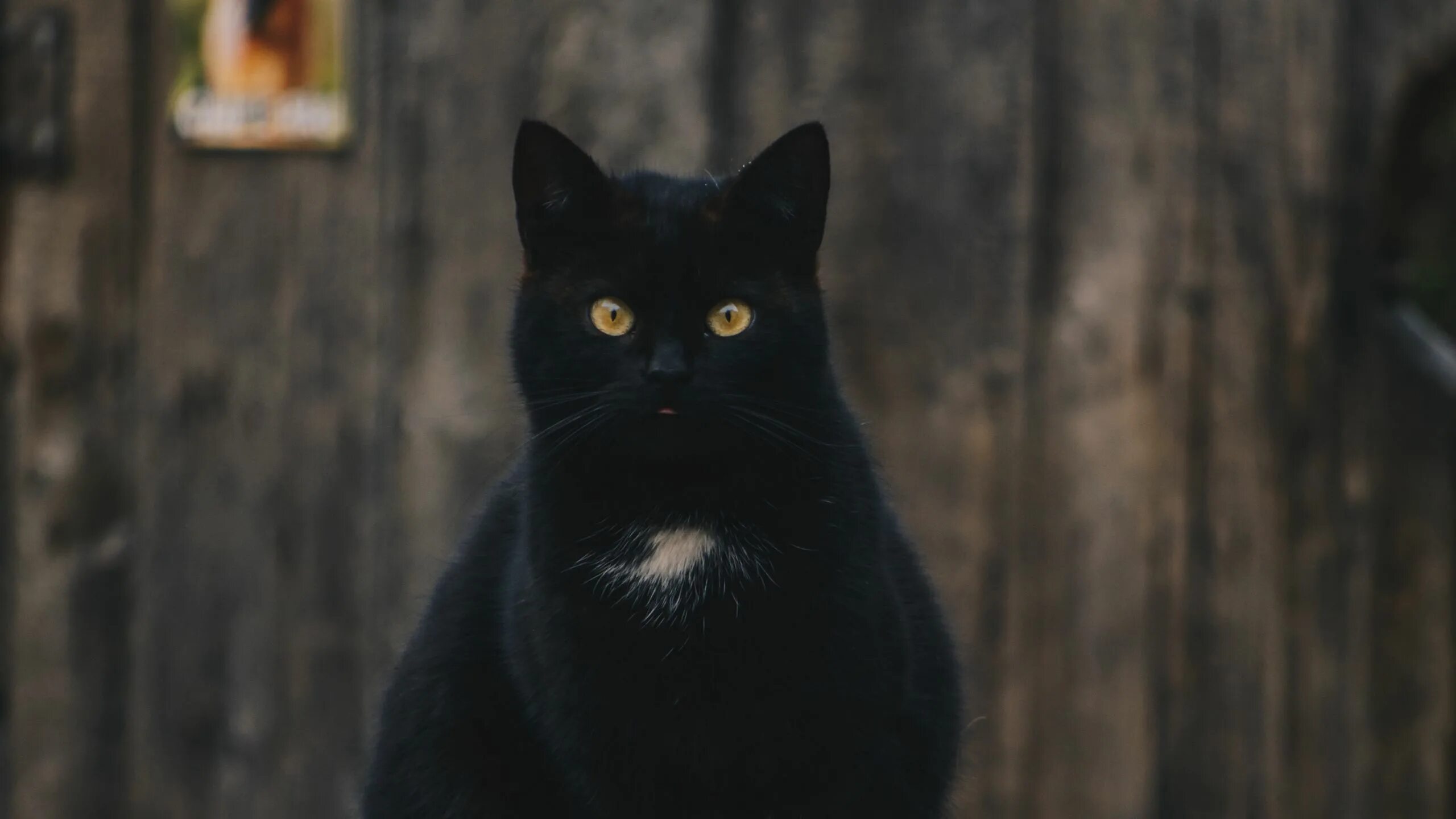 Чёрный кот. Черная кошка сидит. Зловещий черный кот. Черный.