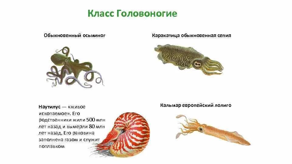 Головоногие моллюски виды. Представители класса головоногие. Класс головоногие моллюски. Класс головоногие моллюски строение. Разнообразие головоногих моллюсков.