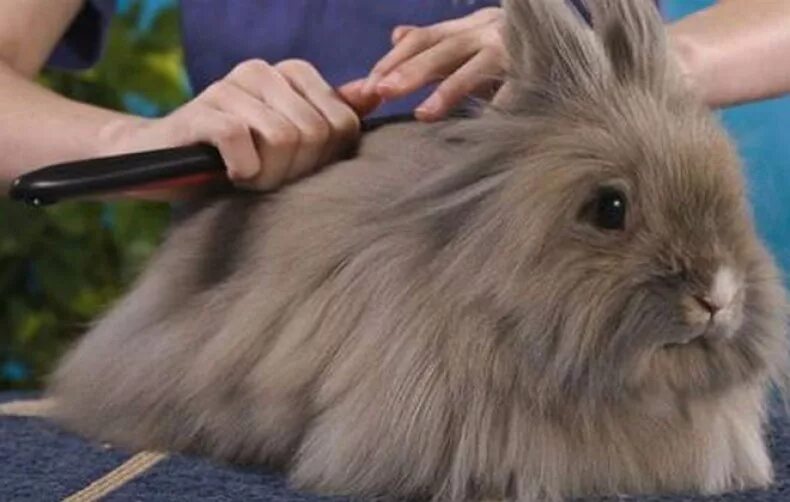 Можно ли мыть кролика декоративного. Кролик ангорский пуховой длинношерстный. Ангорский карликовый кролик. Кролик декоративный длинношерстный. Шерсть кролика.