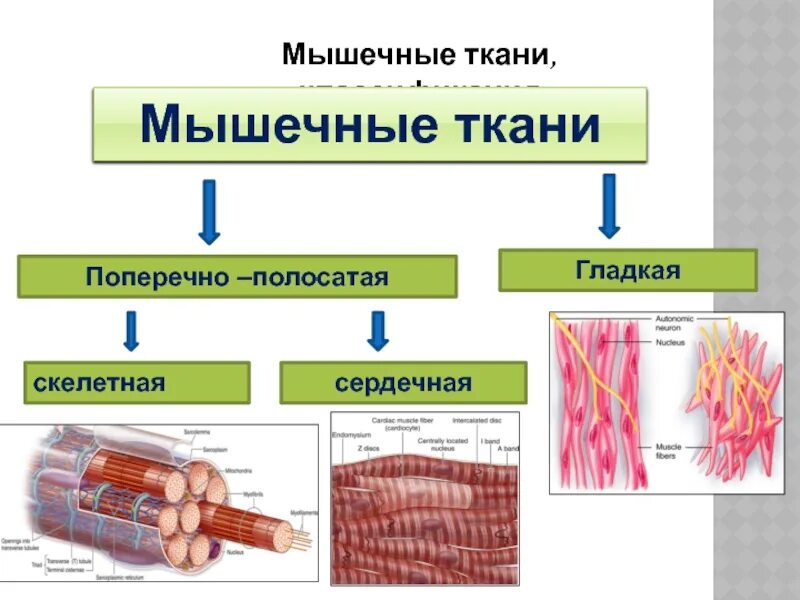 Поперечно-полосатая мышечная ткань классификация мышечной ткани. Гладкая мышечная ткань центр регуляции. Сердечная гладкая скелетная ткани. Особенности развития мышечной ткани. Характеристики поперечно полосатой мышечной ткани.