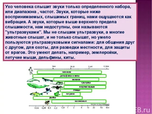 В каком звуковом диапазоне слышит человек. Какую частоту звука слышит человек. Ухо человека диапазон слышимых частот. Какой диапазон частот слышит человеческое ухо. Диапазон слышимости животных.