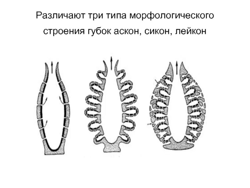 Типы строения губок. Типы строения губок аскон сикон лейкон. строение губок аскон сикон лейкон. строение губки. тип губки строение.